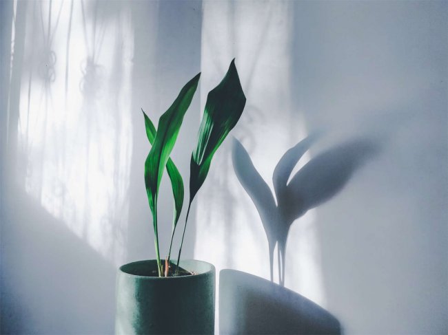 30种耐阴植物室内盆栽