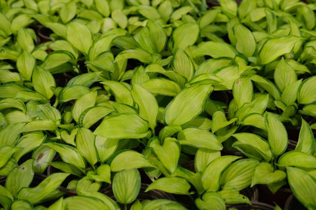 30种耐阴植物室内盆栽