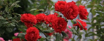 月季花怎么养才能爆盆？月季花养护技巧大全