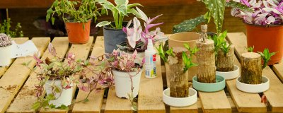 干花养护技巧 干花保养全攻略