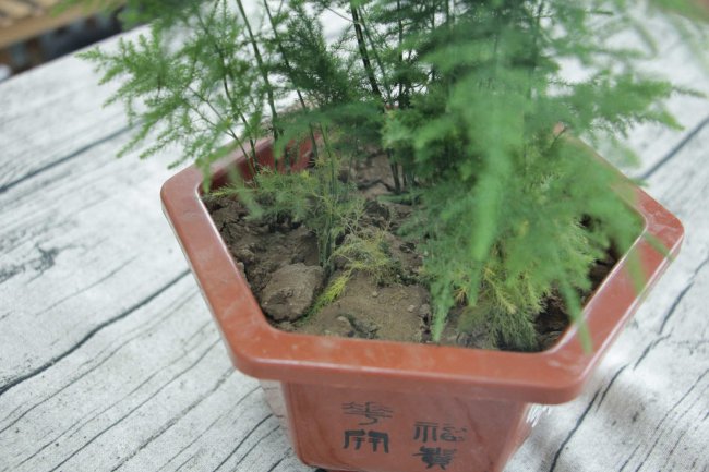 如何养文竹的小窍门