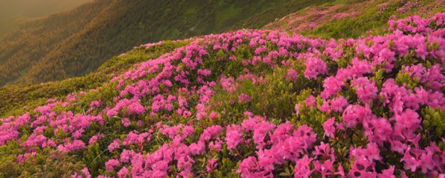 黄山适合养什么花