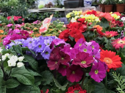 黄山庭院种什么花卉好 市花市树象征意义解读