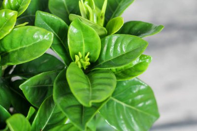 栀子花叶尖干枯怎么办 栀子花养护技巧