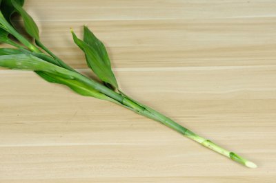 富贵竹黄叶怎么办？3种营养水专治黄叶蔫枝