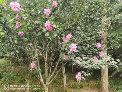 木槿花叶子蔫软 木槿救治方法及养护技巧