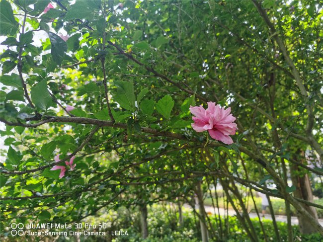木槿花叶子蔫了有救吗