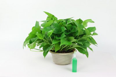 绿植养护技巧 家庭绿植养护全攻略