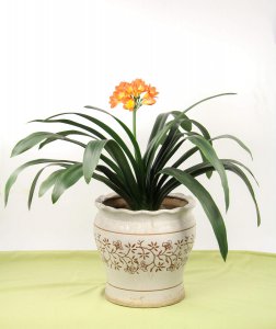 植物养护难题如何破解 植物养护妙招全指南