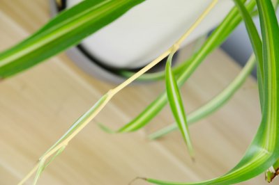吊兰干尖原因解析 吊兰叶片养护攻略