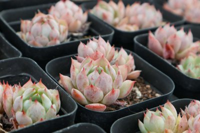 多肉老桩不发芽？多肉砍头繁殖养护关键