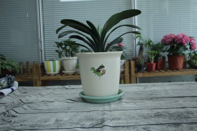 君子兰怎么养才开花 君子兰养护开花秘诀