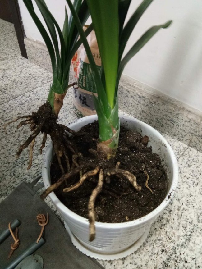 君子兰怎么养才能开花