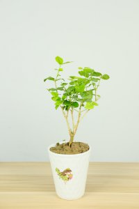 茉莉花是纯白色吗 茉莉花色系养护全解析