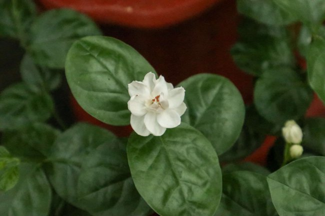 茉莉花的颜色