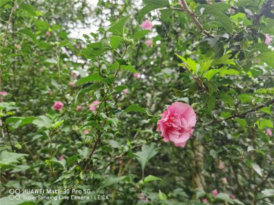 南宁庭院种哪些花卉好 市花市树有何寓意
