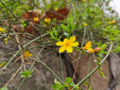 遵义家庭养花如何选择 市花映山红与桂花有何寓意