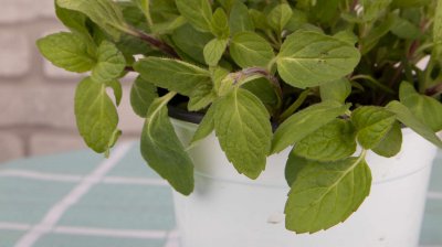 绍兴家庭适合种植哪些花卉 市花市树有何文化寓意