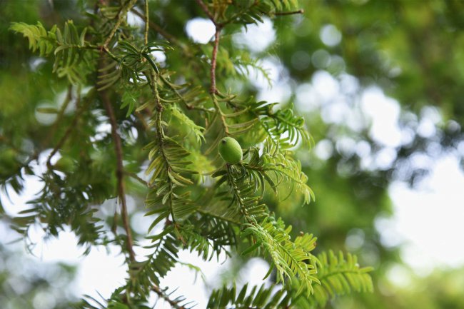 绍兴适合养什么花