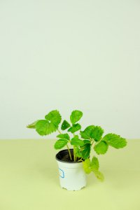 春季该吃哪些水果？草莓菠萝樱桃梨养生指南