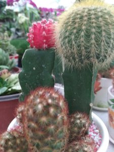 18种室内绿植推荐 室内植物养护指南