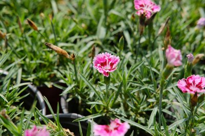 乌鲁木齐花卉养护如何选 市花市树有何象征意义