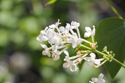 白城花卉种植如何选择 市花市树有何象征意义