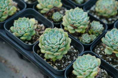多肉叶片繁殖 多肉出芽技巧全解析