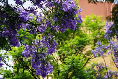 大理养哪些花卉能惊艳四季 市花杜鹃与古树传说揭秘