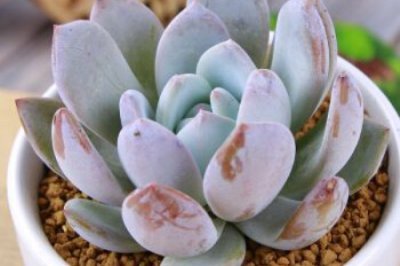 多肉白霜成因解析 多肉植物养护指南