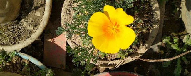 花菱草常见病虫害及防治方法