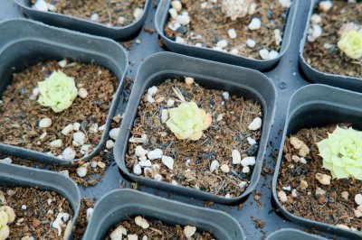 多肉叶片干瘪发软怎么办 多肉植物养护技巧