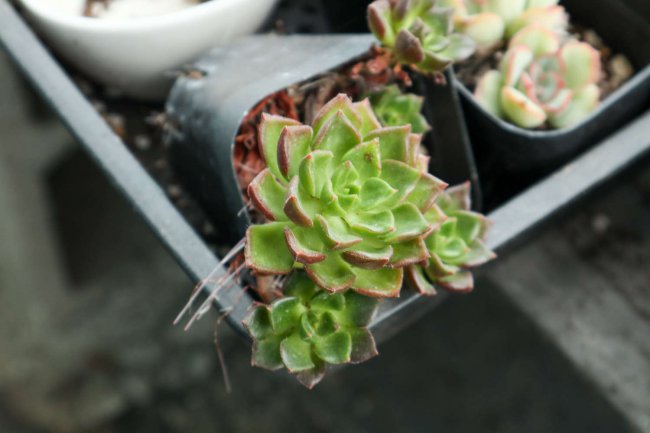 多肉叶子干瘪有皱发软怎么办