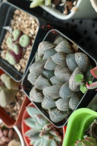 玉露徒长怎么办 玉露养护修复全攻略