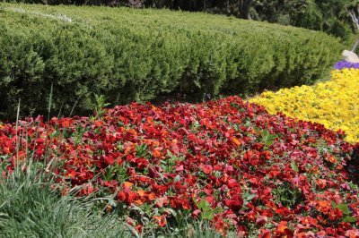 那曲高原花卉培育要点 城市象征植物待确认