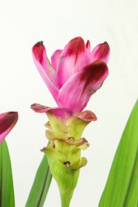 湛江花园植物清单 市花紫荆养护全解读