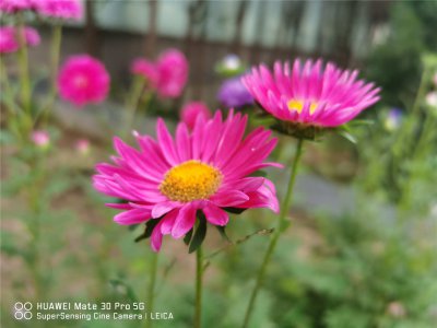 中山种哪些花卉易成活 市花市树有何象征意义
