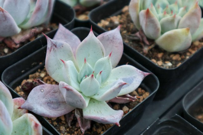 多肉植物怕冻吗