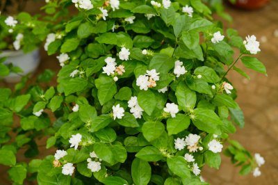 茉莉春天不发新芽？ 茉莉养护5大关键技巧