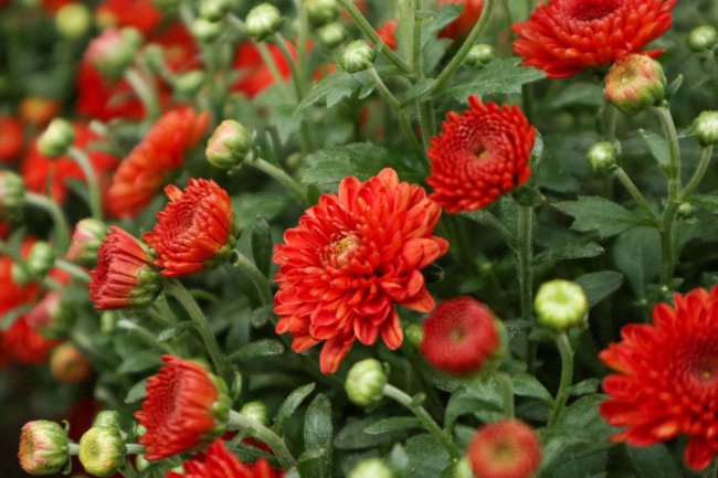 菊花叶子耷拉了怎么办