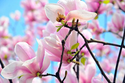 吕梁种什么花卉易活 市花市树有何象征意义