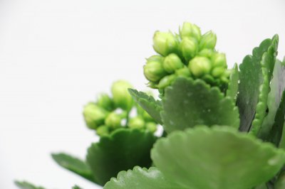 长寿花叶片瘦小怎么办 长寿花养护技巧解析