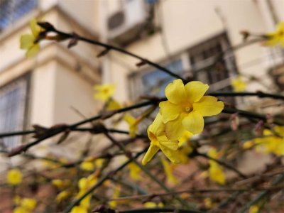庆阳适合种植哪些花卉 市花市树有何象征意义