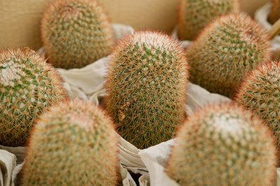 仙人球底部发软萎缩 仙人球褶皱急救养护技巧