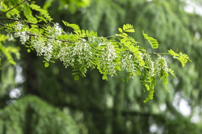 镇宅辟邪最厉害的植物