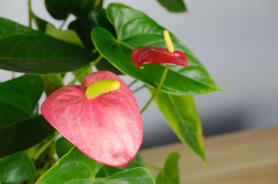 电视柜两侧放什么植物招财 客厅绿植风水布局技巧