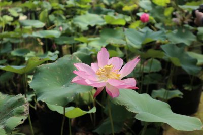 夏天开什么花最惊艳 这8种植物承包你的花园