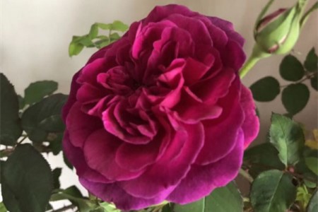 盆栽玫瑰花蔫了怎么办