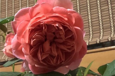 盆栽玫瑰花蔫了怎么办