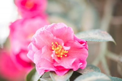 茶花病害如何防治？茶花常见病症诊疗指南